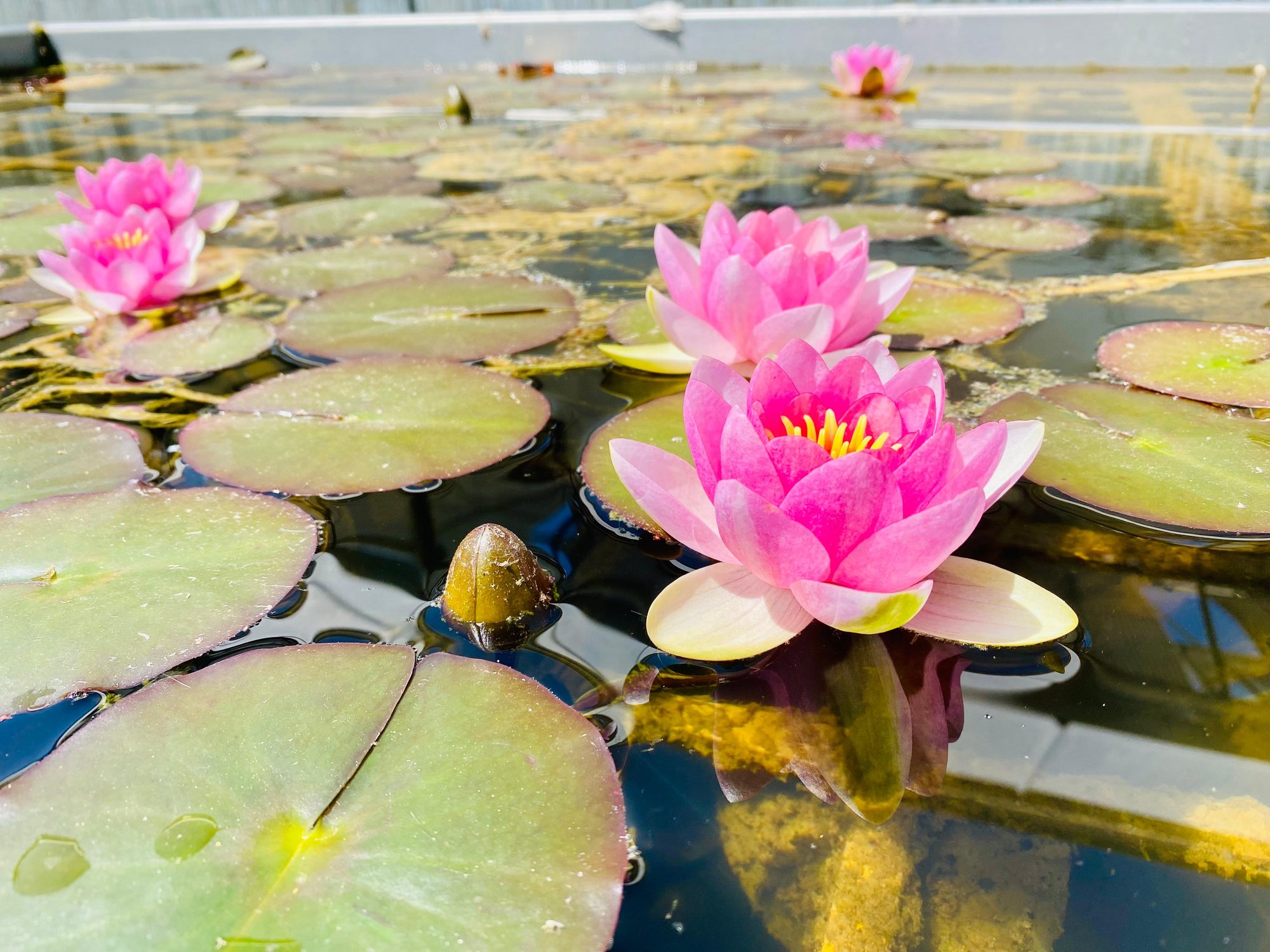 Nénuphars roses en fleur sur l'eau — l'éclosion du Féminin sacré