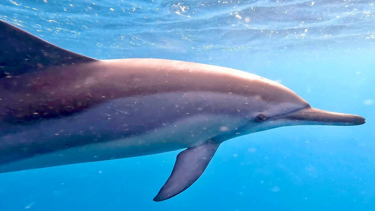 Un dauphin dans la lumière — apprendre à écouter le cœur des animaux